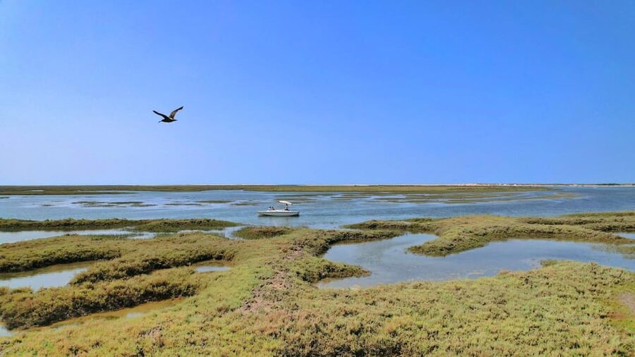 Faro: Ria Formosa Eco Birdwatching Boat Tour - Price and value: why $47 can feel fair for a short guided eco outing