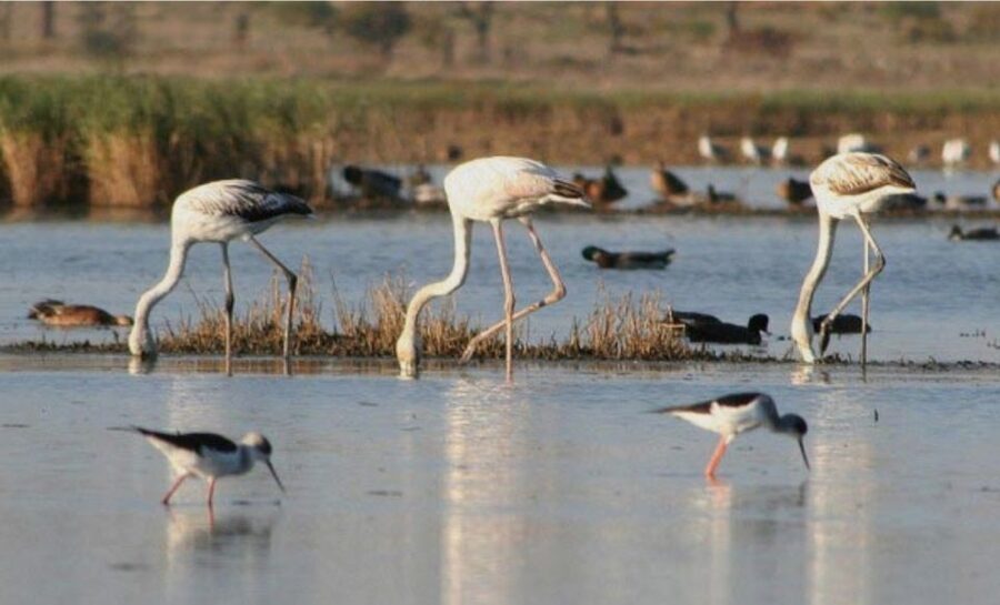 Faro: Ria Formosa Guided Sunset Tour by Catamaran - Why This Faro Ria Formosa Sunset Boat Tour Works