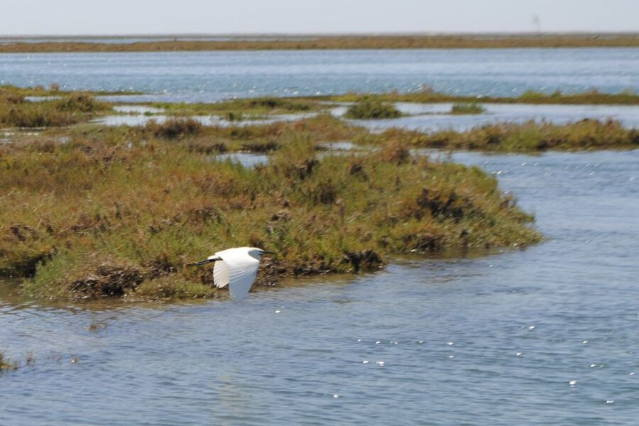 Faro: Ria Formosa Lagoon Small Boat Tour with Local Guide - Key points worth knowing before you go