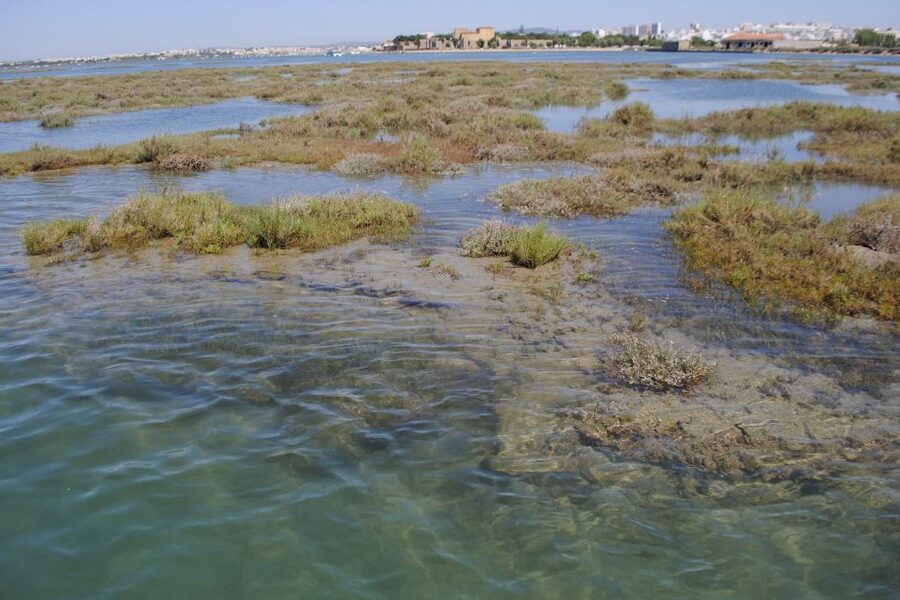 Faro: Ria Formosa Lagoon Small Boat Tour with Local Guide - Price and Value: Why $29 for an Hour Can Make Sense