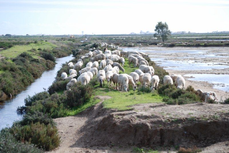 Faro: Ria Formosa Natural Park Segway Tour & Birdwatching - Key highlights worth planning for