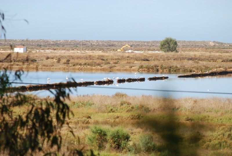 Faro: Ria Formosa Natural Park Segway Tour & Birdwatching - Why Rio Formosa on a Segway makes sense from Faro