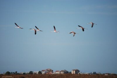Ria Formosa Natural Park Segway Tour & Birdwatching