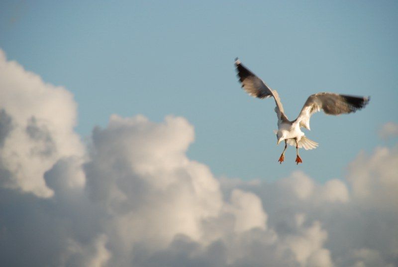 Faro: Ria Formosa Natural Park Segway Tour & Birdwatching - What the guide teaches during the ride (plant life, animal life, and salt)