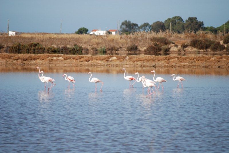 Faro: Ria Formosa Natural Park Segway Tour & Birdwatching - Time, pickup, and finding the white sand parking lot