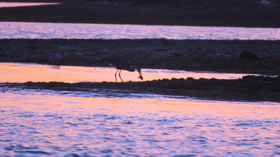 Faro: Ria Formosa Sunset Nature Boat Tour - Getting to Rua Comandante Francisco Manuel Pier and What to Look For