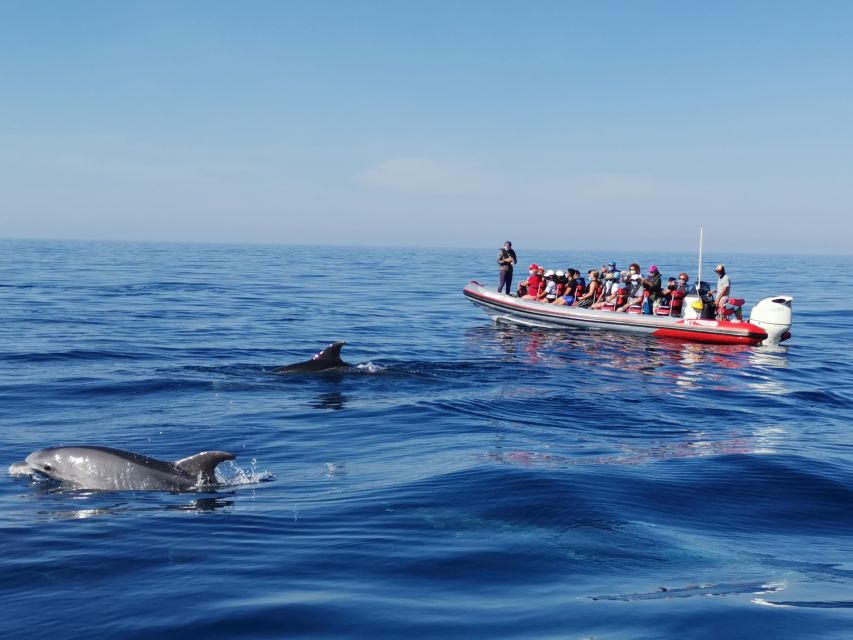 From Albufeira: Benagil Caves and Dolphins Guided Boat Tour - A Half-Day Speed-Boat Plan Between Albufeira and Benagil