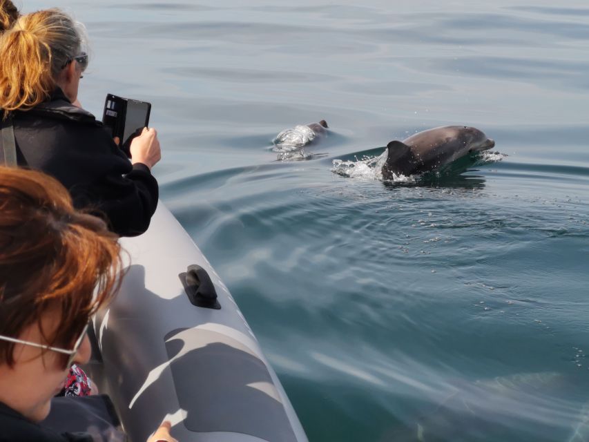 From Albufeira: Benagil Caves and Dolphins Guided Boat Tour - Dolphins in Their Own Habitat, and What Responsible Searching Looks Like