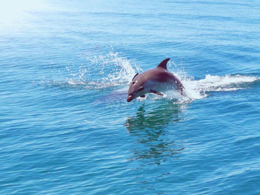 From Albufeira: Benagil Caves and Dolphins Guided Boat Tour - Price and What $35 Buys You, Beyond the Ticket Number