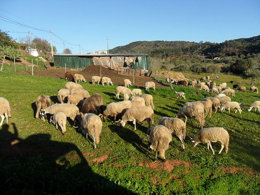 From Albufeira: Half-Day Algarve Jeep Safari - 4WD ride reality check: what comfort and seating can feel like