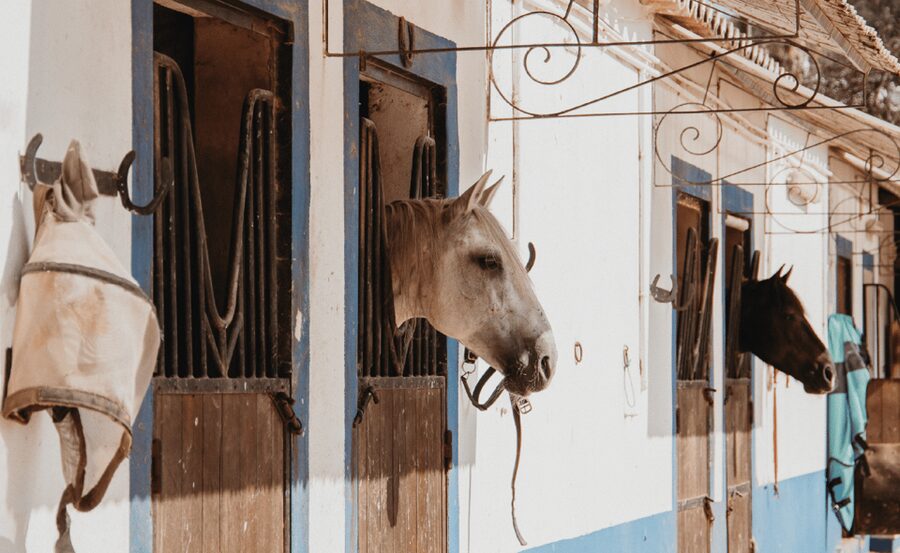From Albufeira: Horse Riding Tour with Pickup - Getting trained on the ground, then riding with confidence