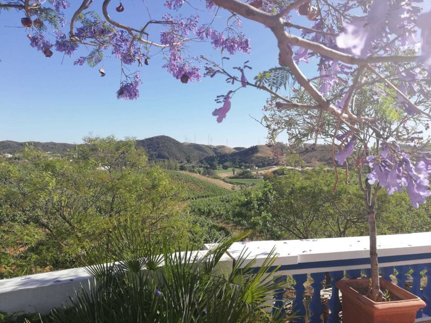 From Albufeira: Wine Tasting & Historic Silves Tour - Pickup, the air-conditioned van, and a clean half-day rhythm