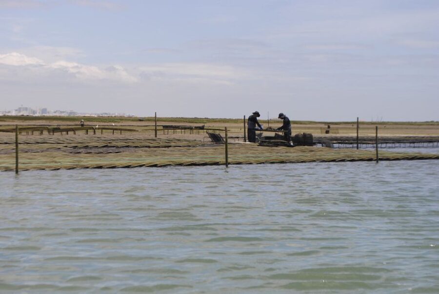 From Faro: 2-Hour Guided Bird Watching Boat Trip - Key things to know before you go
