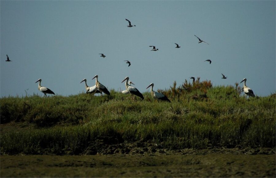 From Faro: 2-Hour Guided Bird Watching Boat Trip - Meeting at Formosamar: where to check in and what to expect