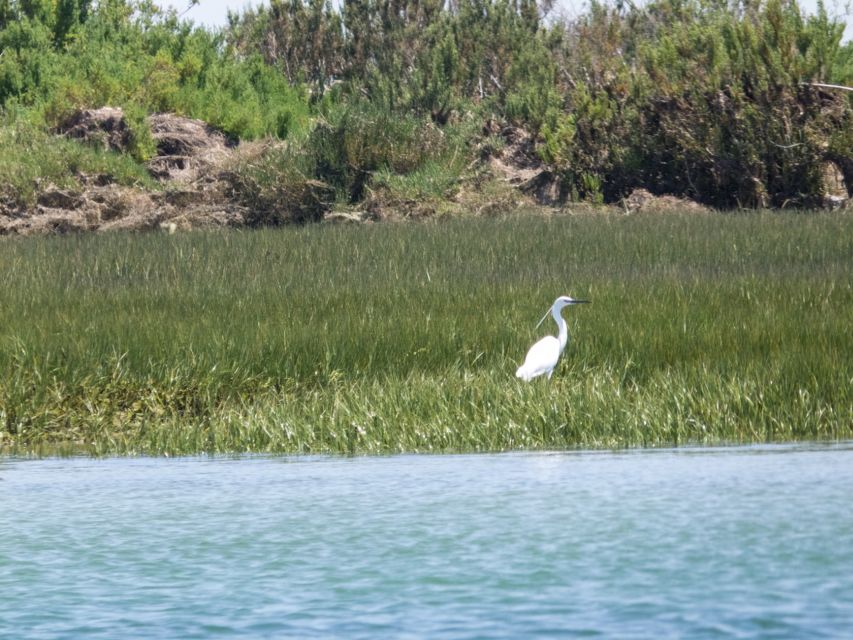 From Faro: 2-Hour Guided Bird Watching Boat Trip - Oyster and clam farms: how the route links wildlife and local life