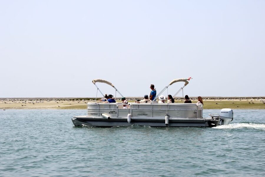 From Faro: 2-Hour Guided Bird Watching Boat Trip - Winter bird highlights: waders, terns, and flamingos