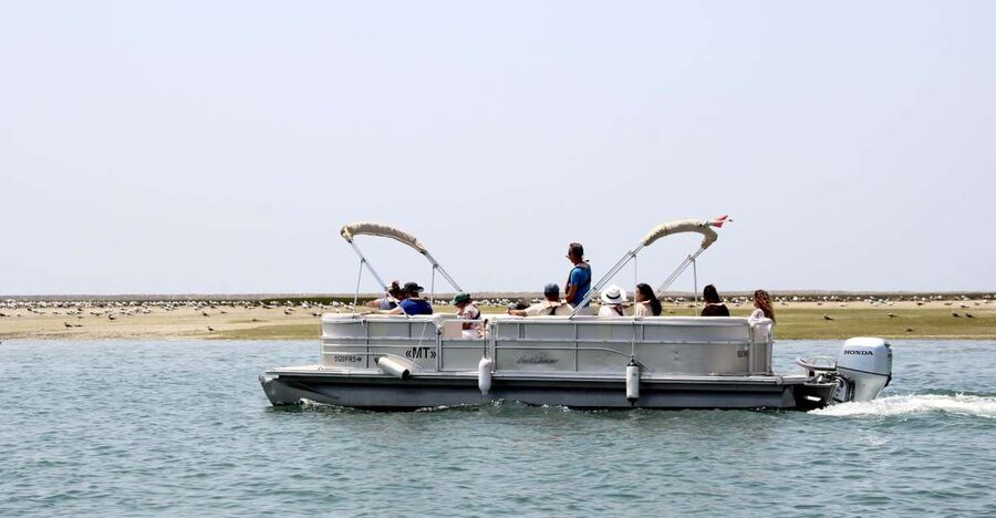From Faro: 2-Hour Guided Bird Watching Boat Trip - The 15 to 20 minute beach stop: why it’s more than a break