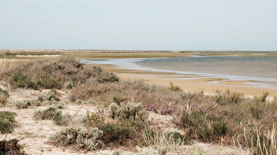 From Faro: Catamaran Boat Trip to Deserta Island with Stop - Value for Money: Is $11 Worth It?
