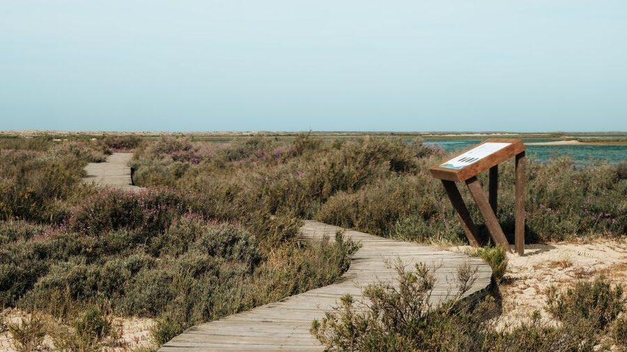 From Faro: Catamaran Boat Trip to Deserta Island with Stop - Getting the Most From the Day: Practical Tips That Actually Help