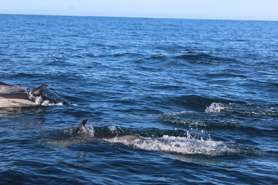 From Faro: Dolphin Watching & 2 Islands Tour - Key things I’d circle on this Faro dolphin and islands tour