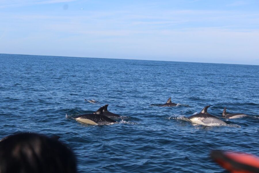 From Faro: Dolphin Watching & 2 Islands Tour - Guides and boat setup: where the good trips really shine