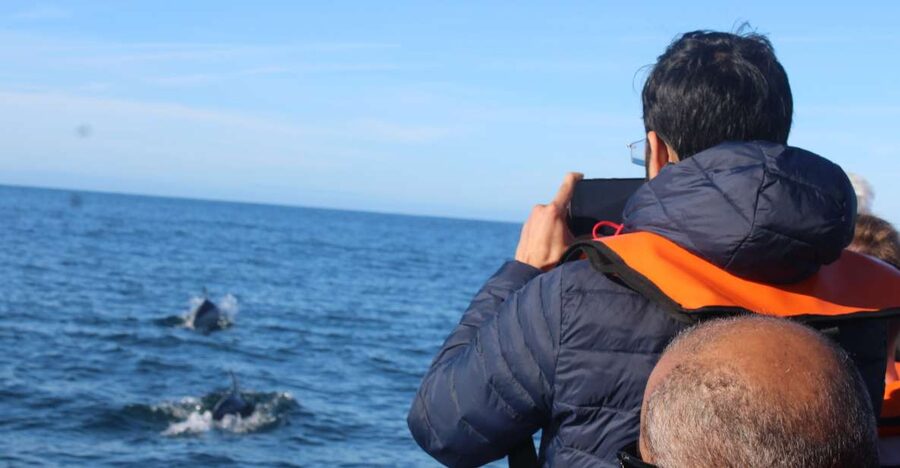From Faro: Dolphin Watching & 2 Islands Tour - Why this Faro dolphin and islands combo feels worth your half day