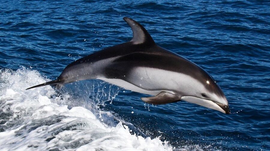 From Faro: Dolphin Watching & 2 Islands Tour - Ilha do Farol lighthouse community: photos, a walk, and simple island time