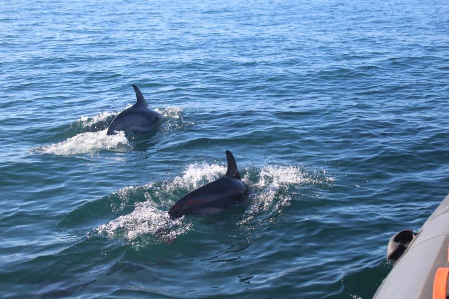 From Faro: Dolphin Watching & 2 Islands Tour - Ilha Deserta beach break: swim time on crystalline water