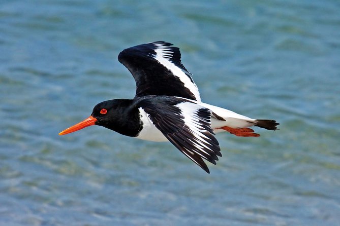 From Faro: Ria Formosa Eco Tour guided by Marine Biologist - Ria Formosa and Ilha Deserta, what this tour is really about