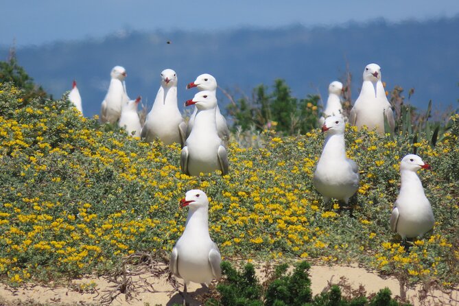 From Faro: Ria Formosa Eco Tour guided by Marine Biologist - Cabo Santa Maria and the boardwalk, why this stop feels different