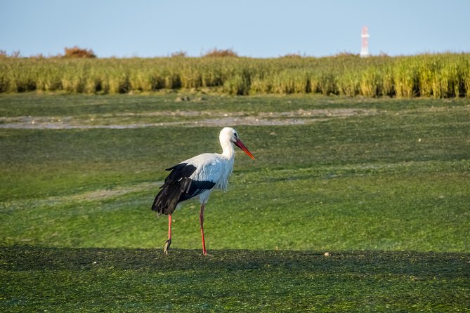 From Faro: Ria Formosa Eco Tour guided by Marine Biologist - Lunch at Estaminé on the island, a smart included break