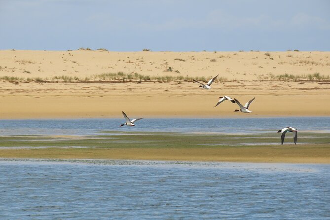 From Faro: Ria Formosa Eco Tour guided by Marine Biologist - Ferry back to Faro, and why your return time matters