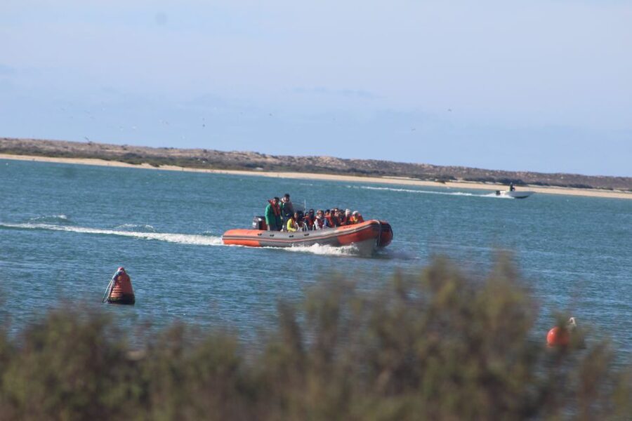 From Faro: Wildlife and Dolphin-Watching Speedboat Tour - Key Things I Think You’ll Care About