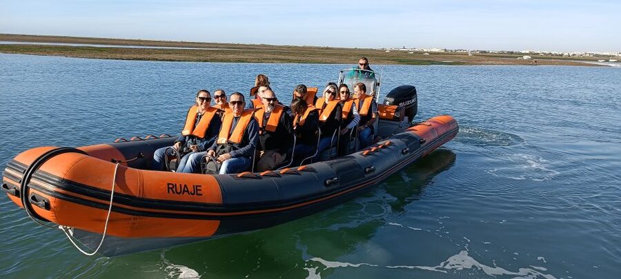 From Faro: Wildlife and Dolphin-Watching Speedboat Tour - Who This Tour Fits Best (and Who Should Skip It)