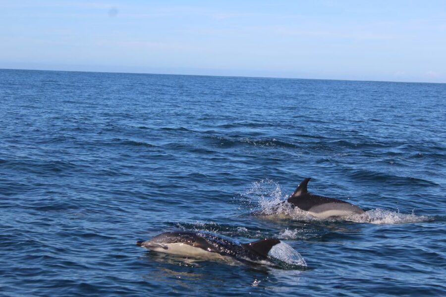 From Faro: Wildlife and Dolphin-Watching Speedboat Tour - Finding the Estrela Da Ria Formosa Stand on Rua da Porta Nova
