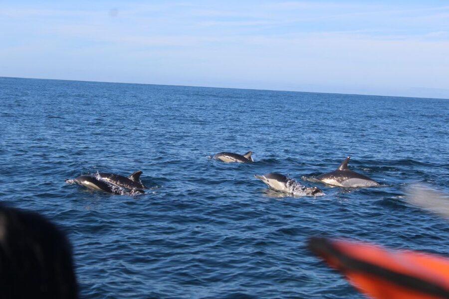 From Faro: Wildlife and Dolphin-Watching Speedboat Tour - Marine Biologist Talk: What You Learn Before You Look Harder