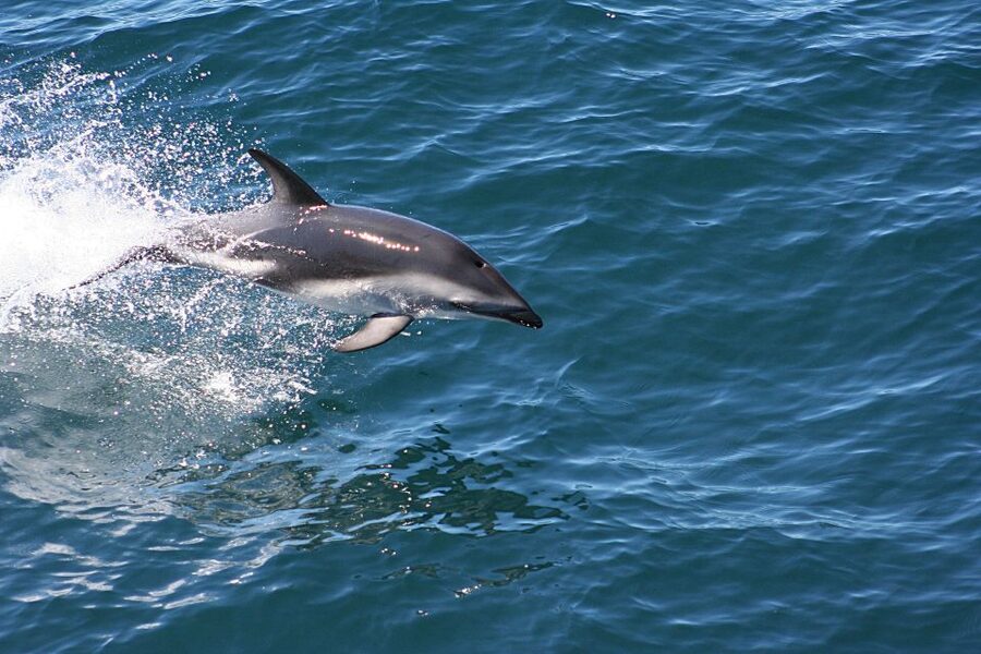 From Faro: Wildlife and Dolphin-Watching Speedboat Tour - Why Morning Works: Timing for Better Dolphin Odds