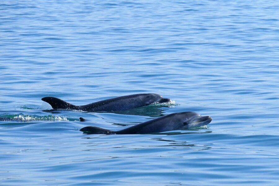 From Faro: Wildlife and Dolphin-Watching Speedboat Tour - The Return Trip: Back Through Ria Formosa With Tide-Changed Views