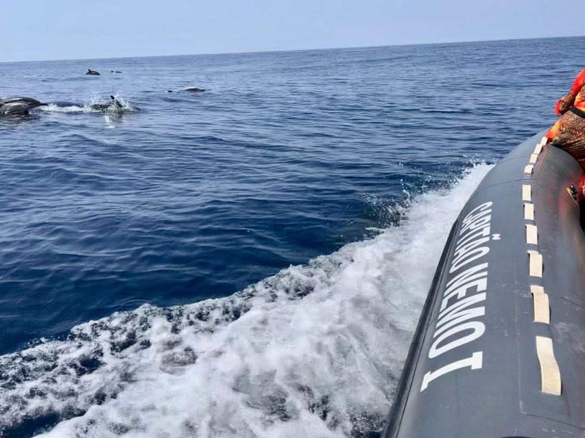 From Lagoa: Dolphins & Ponta da Piedade with biologist guide - Key highlights that make this tour worth your time