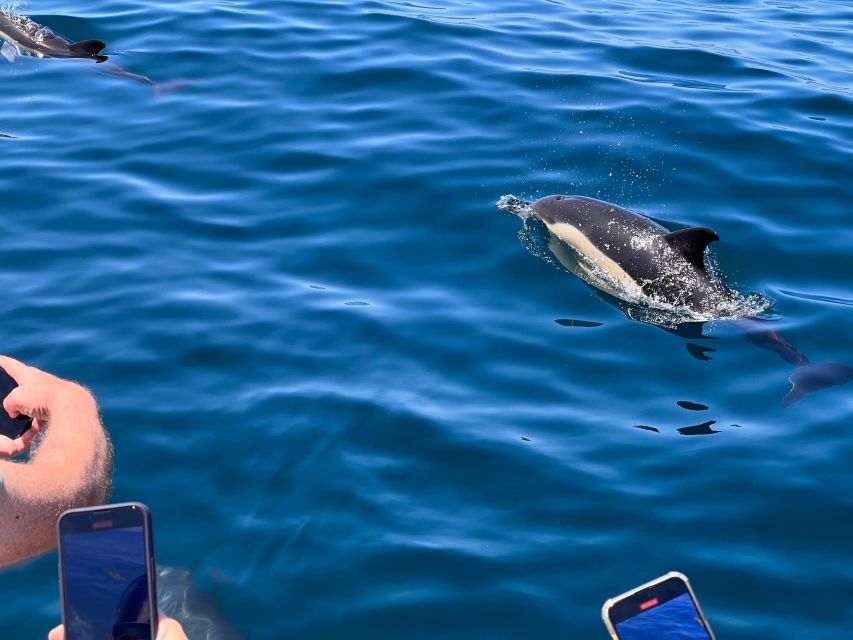 From Lagoa: Dolphins & Ponta da Piedade with biologist guide - The optional swim stop: clear water, short time, and seasonal timing