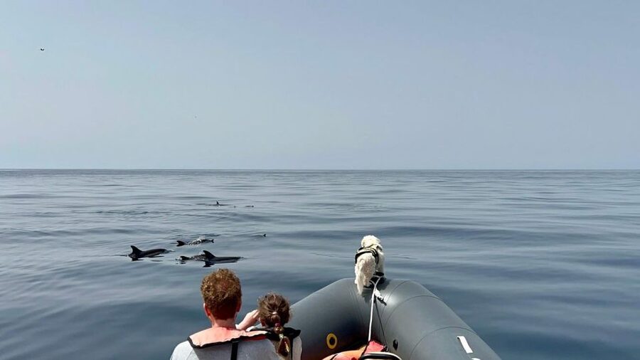 From Lagoa: Dolphins & Ponta da Piedade with biologist guide - What to bring (and what to skip) so the ride stays pleasant