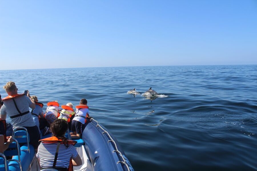 From Lagos: Dolphin Watching Boat Trip w/Marine Biologists - A fast RIB and marine biologists, the smart way to watch Lagos dolphins
