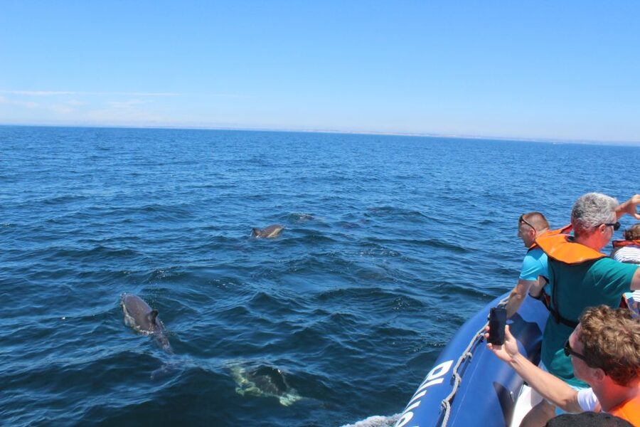 From Lagos: Dolphin Watching Boat Trip w/Marine Biologists - FAQ