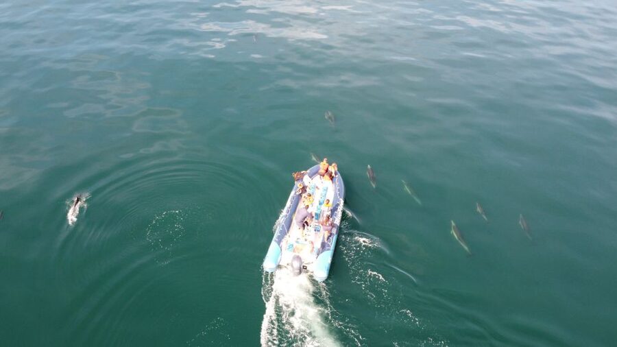 From Lagos: Dolphin Watching Boat Trip w/Marine Biologists - Ethical dolphin watching rules you should follow (and why they matter)