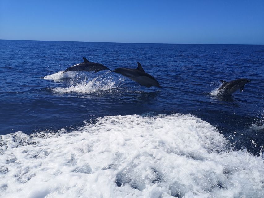 From Lagos: Dolphin Watching Boat Trip w/Marine Biologists - Price and value around $42, is it worth it?
