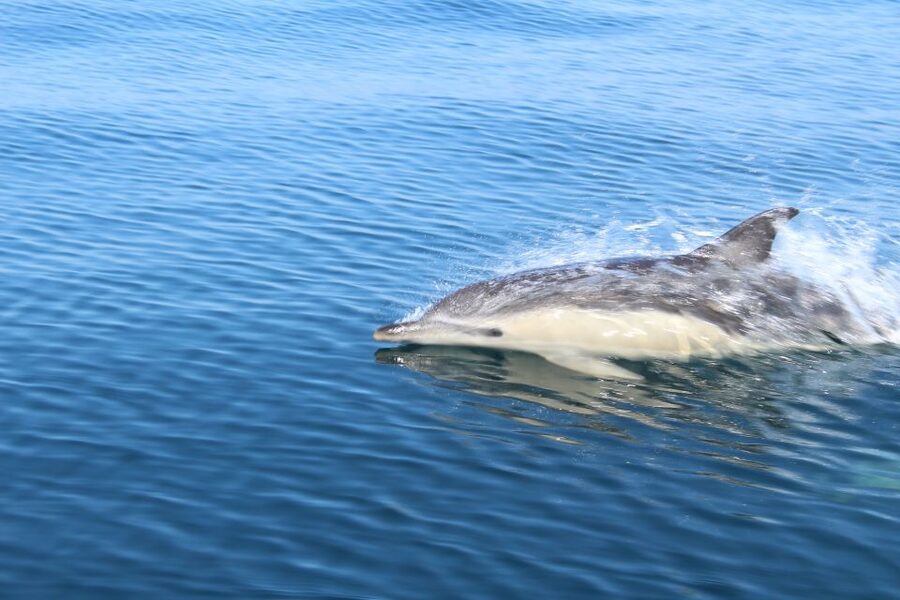From Lagos: Dolphin Watching Boat Trip w/Marine Biologists - Should you book this Lagos dolphin watching boat trip?