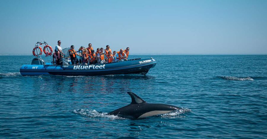 From Lagos: Dolphin Watching Boat Trip w/Marine Biologists - What you might see: common dolphins up close, plus other surprises