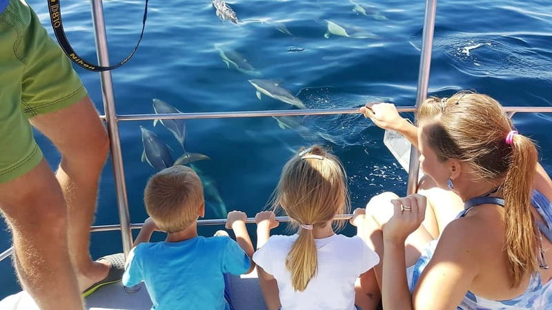 From Lagos: Dolphin Watching Catamaran Cruise - Dolphin Dreams in Lagos, With Real Coastal Scenery