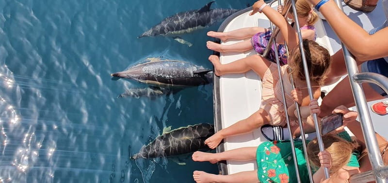 From Lagos: Dolphin Watching Catamaran Cruise - Why This Dolphin Cruise Works in the Algarve