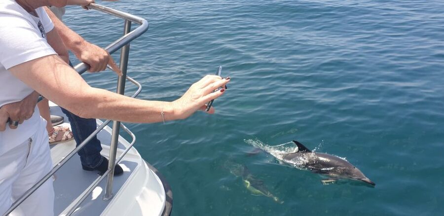 From Lagos: Dolphin Watching Catamaran Cruise - The 1.5-Hour Dolphin Hunt: How the Search Actually Plays Out